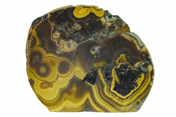 Polished Schalenblende Section - Poland #154587